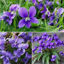 Violet Seeds For Growing Viola Odorata Perennial Fragrant Cut Flower Ground Cover Plant Bedside Container Outdoor Flower Seeds - 2000 - View 3