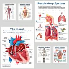 6pcs Anatomical Human Body Poster Set - Frameless Design, 8x10 Inches, 2D Flat Graphic, Paper Material, Human Biology, Anatomy Charts, Science Poster Prints For High School, Education, Classroom Decor