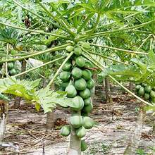 Papaya Seeds 30Pcs Perennial GMO Free Fast-Growing Flavor Courtyard Outdoor Tropical Fruit Seeds - Variant1 - View 4