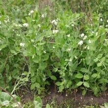 200+ Sugar Snap Peas, Seeds Ready For Planting, Non-GMO, Heirloom Vegetable Garden And Microgreen Seeds