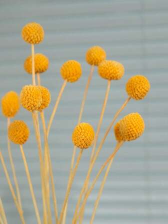 10/20 件天然干花金花斗花球比利纽扣花束用于插花婚礼家居高花瓶装饰黄色