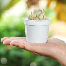 10pcs 7x7cm Mini Circular Succulent Plant Seedling Pot Indoor Tabletop Mini Flower Pot Round Plant Cultivation Plastic Pot