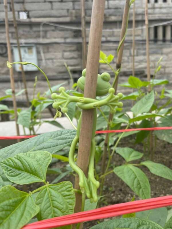 1pc Plastic Frog Planter Decor Support, Cute Frog Resin Plant Decor Accessories For Garden, Home, Lawn Enthusiasts, Frog Plant Stand, Stable Cartoon Plant Branch Fixing, Suitable For Indoor & Outdoor Garden Decoration