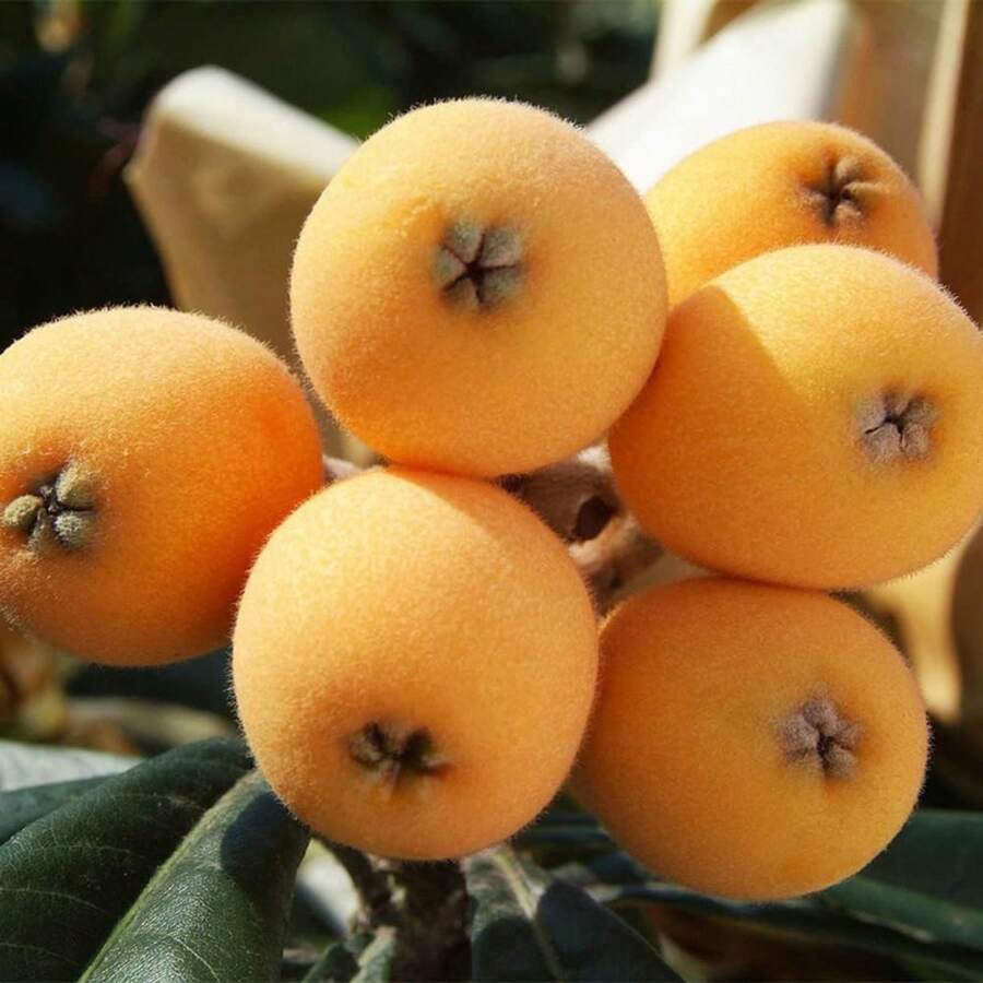 Loquat Fruit Seeds Japanese Plum,Chinese Plum,China Pipa Evergreen Shrub Tree Sweet Relieve Cough And Promote Fluid Gardening Gifts, Yellow - 10 - View 1