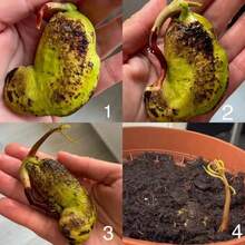 5 Sweet Nam Dok Mai Mango Seed Mangifera Indica Suitable For Gifts - 1Pack - View 6