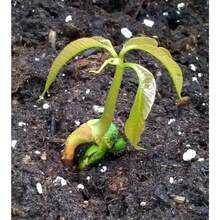 5 Sweet Nam Dok Mai Mango Seed Mangifera Indica Suitable For Gifts - 1Pack - View 4