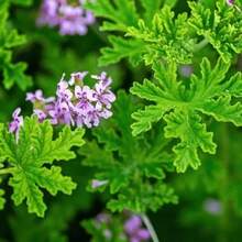 500+ Non-Gmo Heirloom Mosquito Repellent Citronella Plant S.Eeds - Perfect For Outdoor Garden - Seeds - View 3