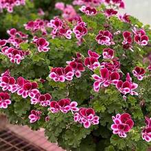Citronella Plant Seeds For Planting - 500 Citronella Geranium Seeds Non-GMO Citronella Plant Seeds Home Heirloom Garden Perennial Plant - Variant1 - View 2