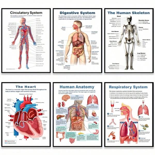 Set de 6 carteles anatómicos del Body humano - Diseño sin marco, 8x10 pulgadas, gráfico 2D plano, material de papel, biología humana, tablas de anatomía, impresiones de pósteres científicos para la escuela secundaria, educación, decoración del aula