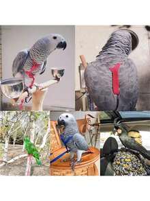 1 Set Parrot Harness Style Leash Pet Training Toy, Suitable For Walking Birds Outdoor - Black - View 3