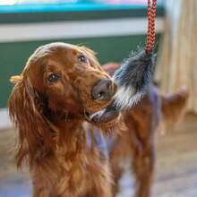 Outward Hound Tail Teaser Lure Dog Teaser Wand, - 狐狸 - 查看 6