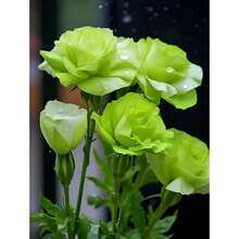 Eustoma Grandiflorum Seeds (100 Pieces) - Rare Double Flower Cut Flower Seeds, Non-GMO & Drought Resistant - Heirloom Lisianthus For Wedding Bouquets &  Gardens