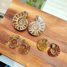 Natural Polished Ammonite Shell Fossil Stone Spiral Polished Natural Fossilized Gemstone Ammonite Decor