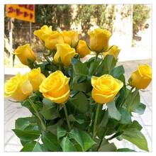 210 Mixed Rose Seeds In The Colors Yellow, Pink, White, Purple, Black, Red - 1 - 查看 7