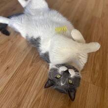 Thin Colorful Springs Cat Toys - Bouncy Coils For Medium Indoor Cat Breeds To Bite, Swat, Chase - Keeps Cats & Kittens Entertained For Hours - 3 Inches Long, 10 Pcs, Multi Colors - 2 Inch - View 9