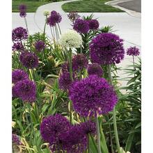 100 Allium Giganteum Purple Seeds Easy To Grow - Variant1 - View 2