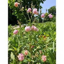 Pink Petticoat Columbine - 200 Seeds - Rare Variety, Exclusive Supply - Perennial - Natural Pollination - Garden Butterfly Flower - Cold Hardy And Suitable For All Seasons, Ideal For DIY Gardens, Home Gardens, Flower Pots, And Courtyards - An Ideal Gardeni - 200 hạt giống - Xem 4