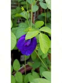 10 Blue Butterfly Pea Seeds, Clitoria Ternatea Sangu Pushpam Aparajita Women's Clothing