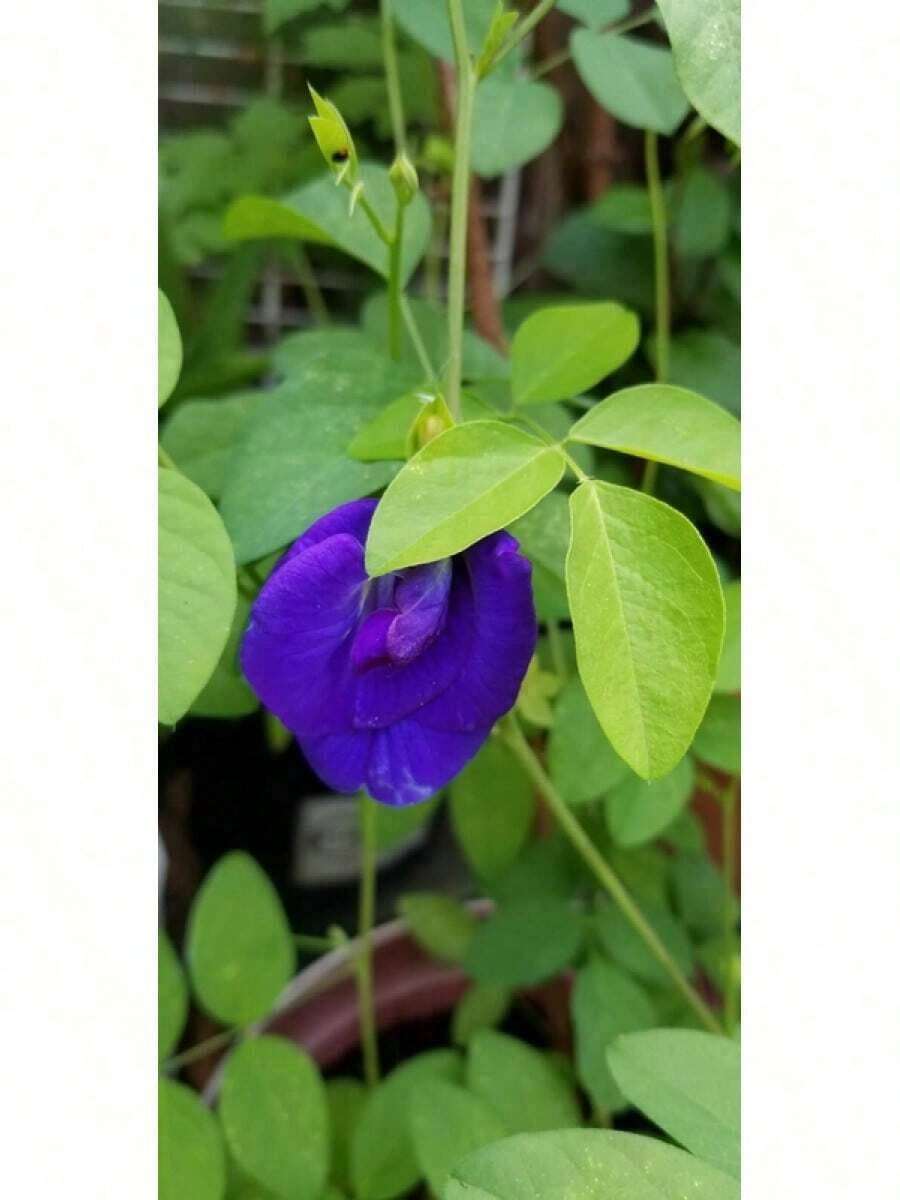 10 Blue Butterfly Pea Seeds, Clitoria Ternatea Sangu Pushpam Aparajita Women's Clothing