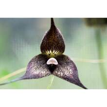 50seeds/Pack Black Orchid, Rare Monkey Face Orchid, Long Blooming Period, Suitable For Home Gardening, Cold Resistant And Suitable For All Seasons, Ideal For DIY Gardens, Home Gardens, Flower Pots, And Courtyards - An Ideal Gardening Gift - 50粒/包 - 查看 3