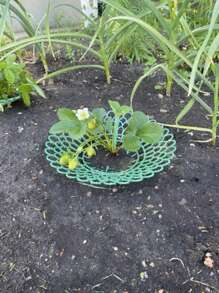 1/3/5/10Pcs Upgraded Patent Strawberry Bracket | 4-Leg Three Dimensional Support Frame Anti Dumping, Anti Rotten Fruit, Anti Pest, Breathable Tray, Suitable For Balconies, Potted Plants, And Gardens