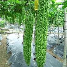 200 Pieces Heirloom Vegetable Green Globe Bitter Melon Seeds - 200 - View 3