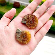 Natural Polished Ammonite Shell Fossil Stone Spiral Polished Natural Fossilized Gemstone Ammonite Decor