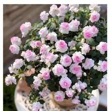 Bromeliad Seeds 1000 Balcony Potted Henna Flower Seeds Landscape Greening - 1000PCS - View 2