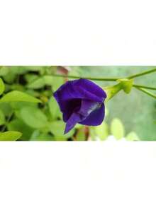 10 Blue Butterfly Pea Seeds, Clitoria Ternatea Sangu Pushpam Aparajitawomen's Clothing - 1 - Xem 2