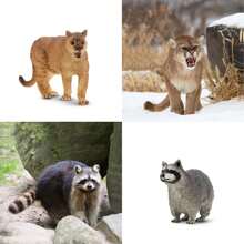 North American Forest Animal Figurines Educational Toy Cake Toppers,Realistic Jungle Animal Set, Christmas Birthday Gift For Kids Toddlers, Includes Elephant,Camel,Giraffe,Tiger Lion,Panda,Bear,Deer,Hippo,Rhino,Raccoon,Lynx,Wolf,Eagle,Beaver, Rabbit,Beaver,Bald Eagle, And More