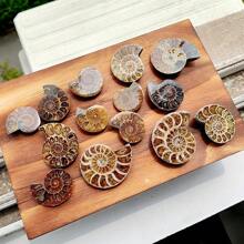 Natural Polished Ammonite Shell Fossil Stone Spiral Polished Natural Fossilized Gemstone Ammonite Decor