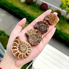 Natural Polished Ammonite Shell Fossil Stone Spiral Polished Natural Fossilized Gemstone Ammonite Decor