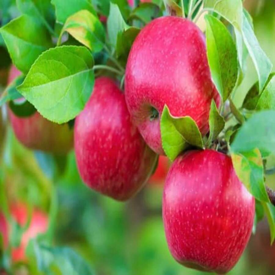 50pcs New Fresh Honeycrisp Apple Tree Seeds - Variant1 - View 1