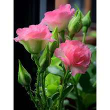 Eustoma Grandiflorum Seeds (100 Pieces) - Rare Double Flower Cut Flower Seeds, Non-GMO & Drought Resistant - Heirloom Lisianthus For Wedding Bouquets &  Gardens