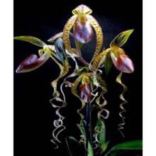 Specialty From An American Seller: Phalaenopsis Seeds, 50 Seeds Per Pack. Cold-Resistant And Suitable For All Seasons, Ideal For DIY Gardens, Home Gardens, Flower Pots, And Courtyards - Makes An Ideal Gardening Gift