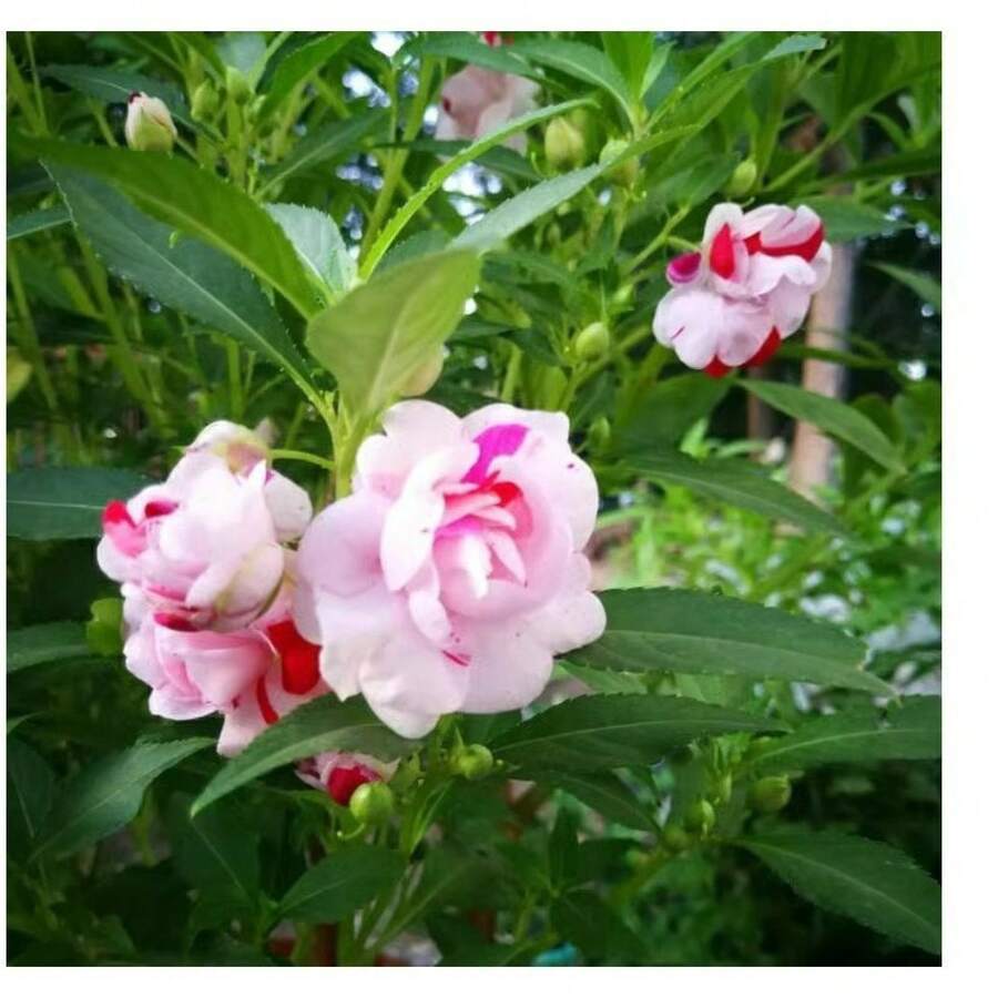 Bromeliad Seeds 1000 Balcony Potted Henna Flower Seeds Landscape Greening - 1000PCS - View 1