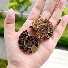 Natural Polished Ammonite Shell Fossil Stone Spiral Polished Natural Fossilized Gemstone Ammonite Decor