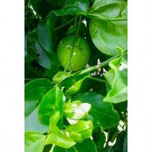 Passion Fruit Maracuya Parcha Passiflora Edulis Semillas Seeds Suitable For Gifts - 1Pack - View 6