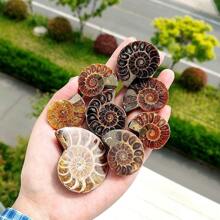 Natural Polished Ammonite Shell Fossil Stone Spiral Polished Natural Fossilized Gemstone Ammonite Decor