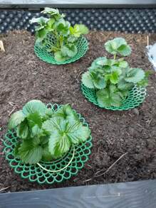 1/3/5/10Pcs Upgraded Patent Strawberry Bracket | 4-Leg Three Dimensional Support Frame Anti Dumping, Anti Rotten Fruit, Anti Pest, Breathable Tray, Suitable For Balconies, Potted Plants, And Gardens