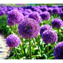 100 Allium Giganteum Purple Seeds Easy To Grow - Variant1 - View 3