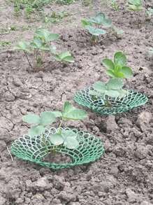 1/3/5/10Pcs Upgraded Patent Strawberry Bracket | 4-Leg Three Dimensional Support Frame Anti Dumping, Anti Rotten Fruit, Anti Pest, Breathable Tray, Suitable For Balconies, Potted Plants, And Gardens