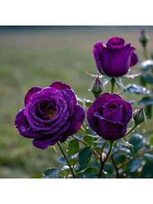 100 Dark Purple Rose Bush Seeds For Planting, Rose Bush Seeds Flowers To Grow - Màu tím - Xem 3