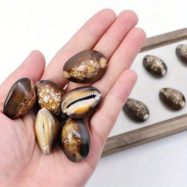 4/8 pièces Coquille d'escargot marron - Artisanat fait maison, décoration, matériaux pour bijoux, cadres photo, décoration pour aquarium et paysage, belle décoration