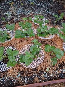 1/3/5/10Pcs Upgraded Patent Strawberry Bracket | 4-Leg Three Dimensional Support Frame Anti Dumping, Anti Rotten Fruit, Anti Pest, Breathable Tray, Suitable For Balconies, Potted Plants, And Gardens