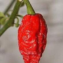 218 Burning Naga Bhut Jolokia Pepper Vegetable Seeds - 218件 - 查看 4