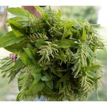 Three-Colored Amaranth Seeds-Green Tail Three-Colored Amaranth Seeds - Biến thể 1 - Xem 2