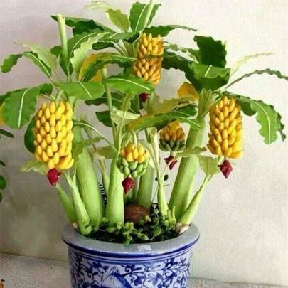 262pcs Gnome Cavendish Banana Seeds, Edible, Sweet And Juicy Blueberry Bonsai Seeds, Sweet And Cute, Free, Good For Indoors Or Yards, Limited Supply, Order Now