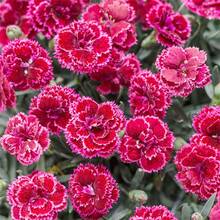talla grande de 5000 semillas de Gloria de la mañana - Flores coloridas adornan los jardines brillantes - 5000 - Ver 4