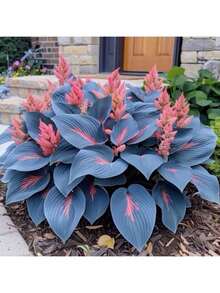 100 semillas de Coleus azul - Semillas de plantas de jardín perennes para cultivar flores, bonsái, plantas de interior. Resistente al frío y apta para todas las estaciones. Ideal para jardines DIY, jardines domésticos, macetas y patios. Un regalo de jardinería ideal. - 100 semillas - Ver 2